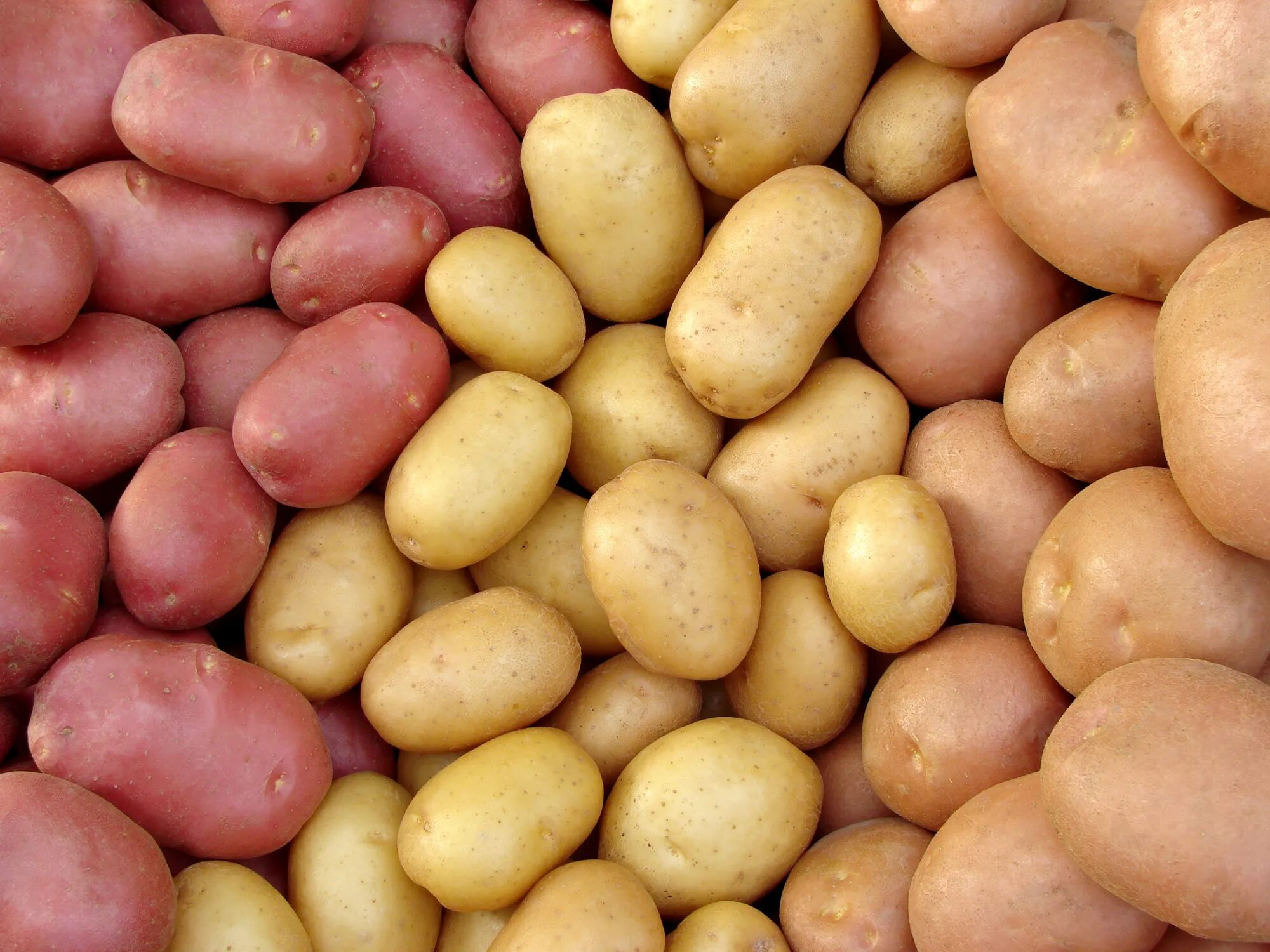 Где купить семенную. Картофель Женечка. Сорт картофеля Женечка характеристика. Семенной картофель разных сортов. Семенной картофель сорт Артемис.