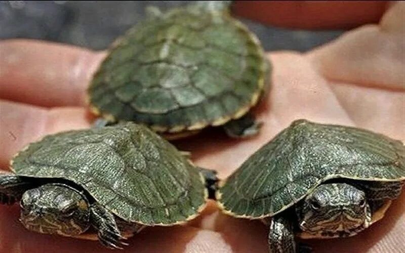 Сердце черепахи поделено на два. Каспийская красноухая черепаха. Среднеазиатская красноухая черепаха. Красноухая черепаха маленькая сухопутная ?. Обыкновенная мускусная черепаха.