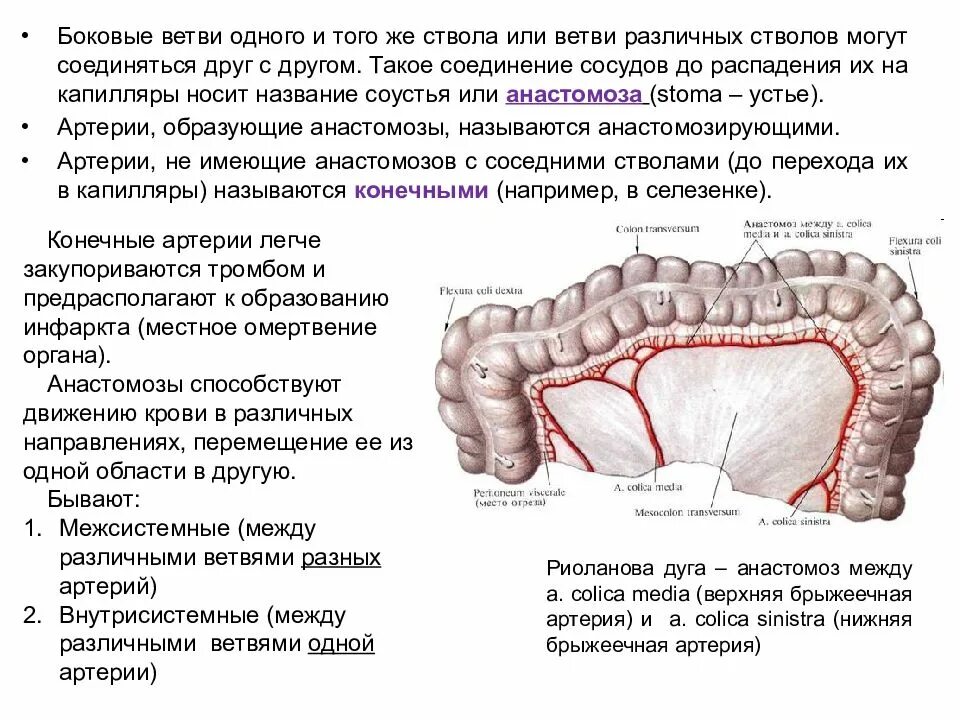 Анастомоз брыжеечных артерий. Риоланова дуга анатомия. Ветви нижней брыжеечной артерии. Анастомозы верхней и нижней брыжеечной артерии.