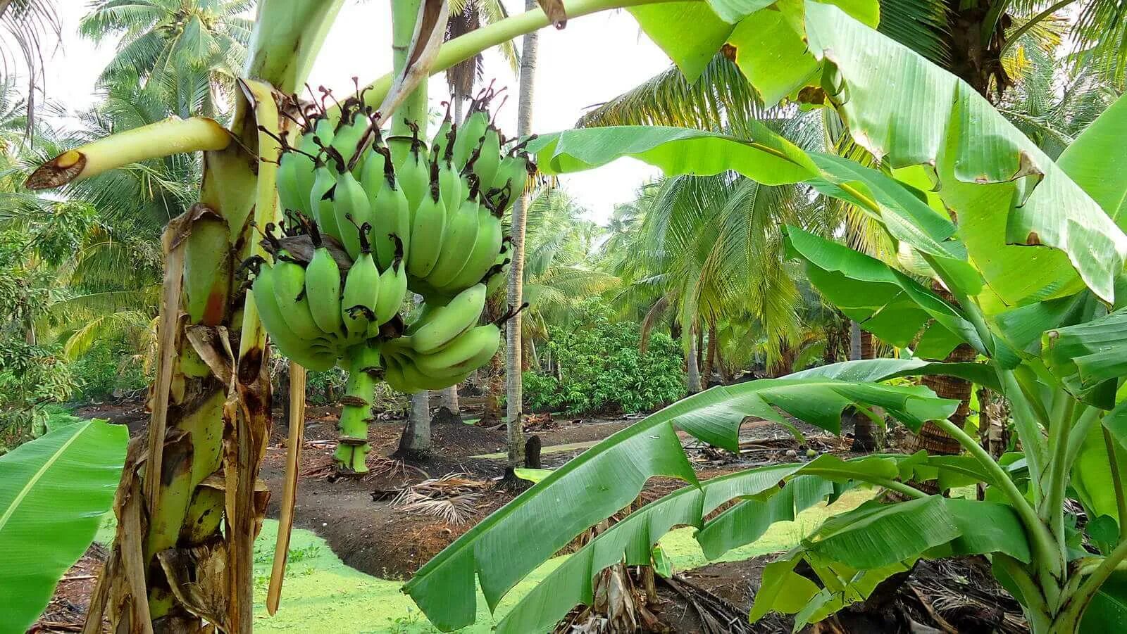 Банановые плантации Тайланда. Южная Суматра банановые плантации. Банановая плантация. Куба. Банановые плантации в Турции.