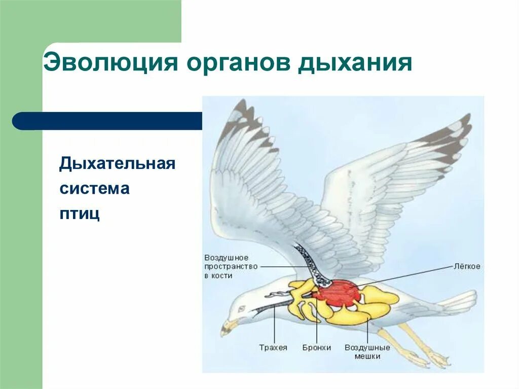 Особенности дыхания зверей