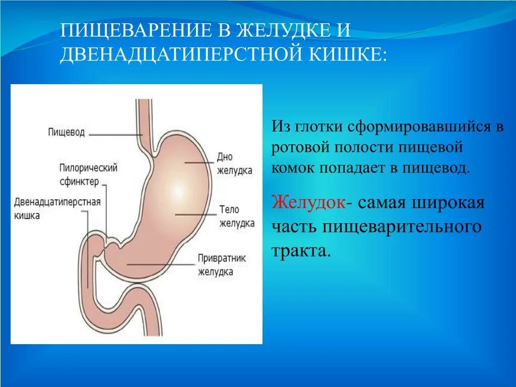 Пищеварение в желудке и двенадцатиперстной кишки. Система пищеварения двенадцатиперстная кишка. Анатомическое строение желудка и 12-перстной кишки. Строение желудка и 12 перстной кишки анатомия.