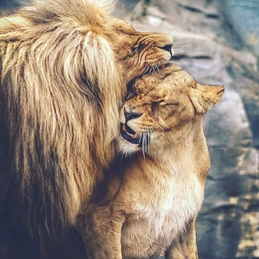 Страстное животное. Лев и львица любовь. Лев львица и Львенок. Лев. Объятия животных.