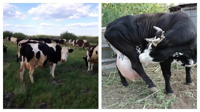 Голштинская корова. Стоит живая корова. Гернзейская порода коров. Домашняя корова. Живой коров.