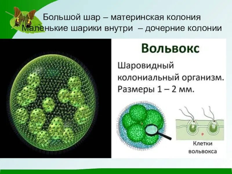 Клетки колонии вольвокса. Колониальные жгутиконосцы вольвокс. Колониальные водоросли вольвокс. Строение вольвоксаклетки вольвокса.