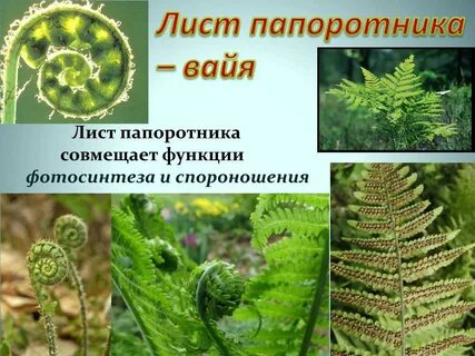 Какая функция у листьев папоротника