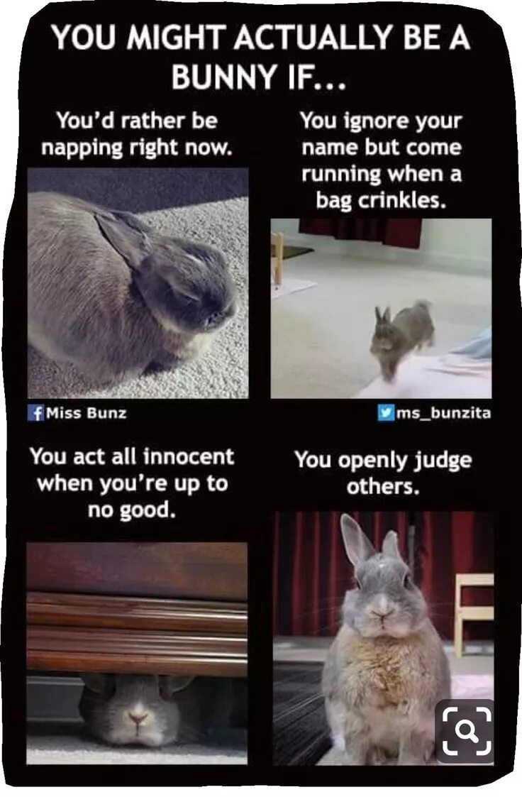 Rabbit memes. Кролик за кроликом Мем. Bunny meme. Мем с кроликами один за одним. Кролик Bunny no Мем.