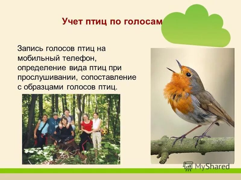 Биологическая систематика птиц. Домашняя птица виды. Отряды птиц воробьинообразные голенастые. Классификация килегрудых птиц. Разнообразие птиц отряды.