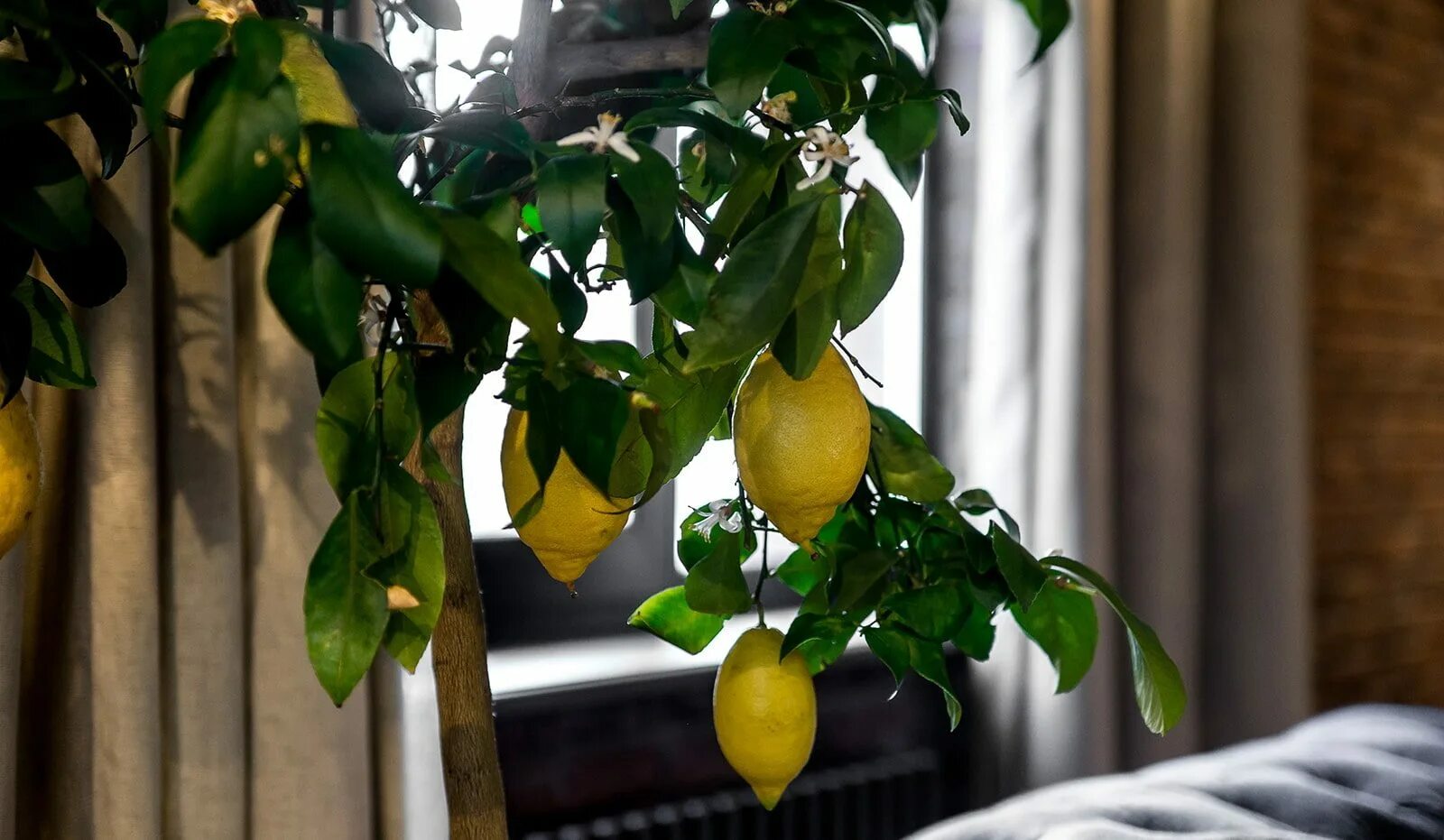 Как ухаживать за лимонами за начинающими. Цитрус (комнатное растение) лимон Мейера. Лимон дерево. Цитрус (комнатное растение) лимон Лунарио. Лимон Мейера листья.
