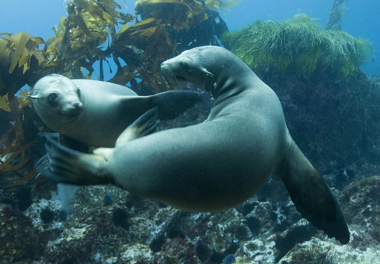 Животный мир Тихого океана. Подводные животные. Подводный мир Тихого океана. Подводные обитатели океана. Атлантический обитатели