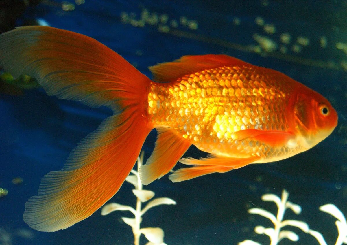 Вуалехвост рыбка. Вуалехвост золотой. Золотая рыбка Комета вуалехвост. Аквариумные рыбки Золотая рыбка. Золотая рыбка великие