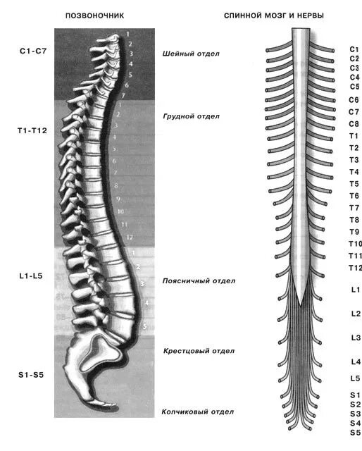 Позвонки человека спинной мозг анатомия. Спинной мозг шейный отдел анатомия. Шейный отдел позвоночника на латыни. Строение позвонка со спинным мозгом.