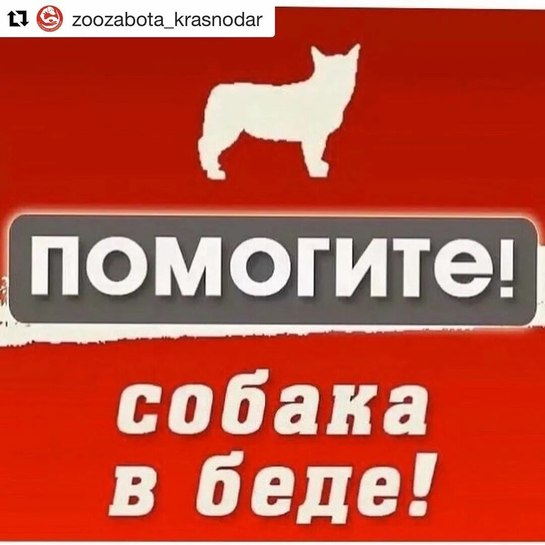Щенку нужна помощь. Срочно нужна помощь собаке. помогите спасите собаку. помогите собака в беде.