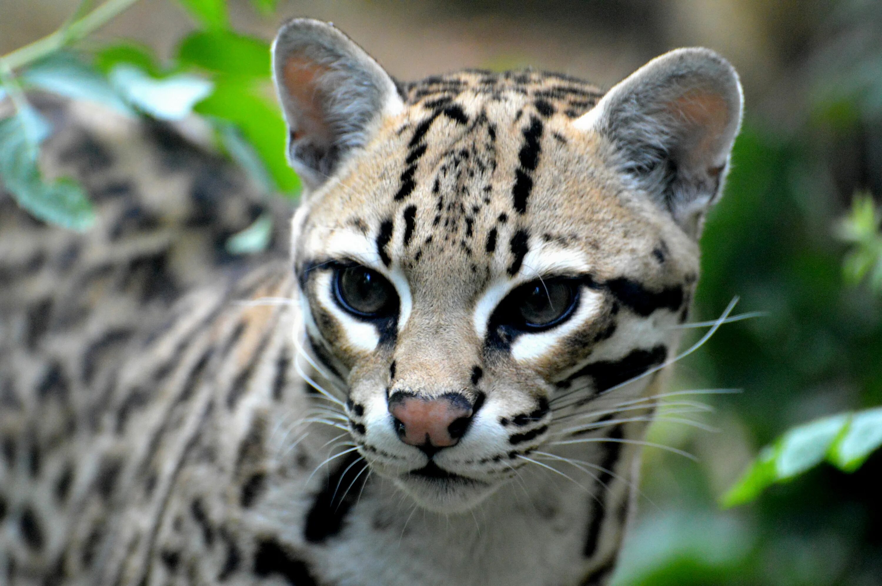 Файл:Bobcat at Columbus Zoo Boo.jpg - Википедия