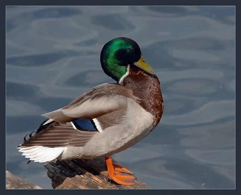 Утка кряква обыкновенная. Утка кряква селезень. Как называется селезень. Селезень и утка селезень. Утки породы кряква.