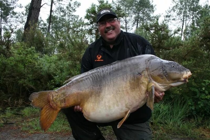 сазан рыба. рыба карп. ловля карпа. одноклассники карпа. ловля карпа.