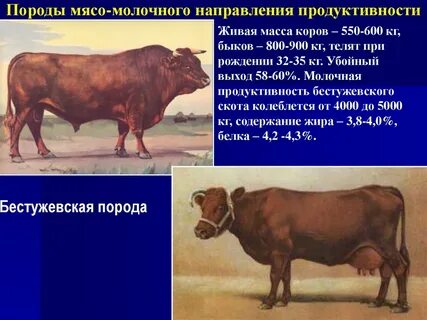 Породы мясного направления