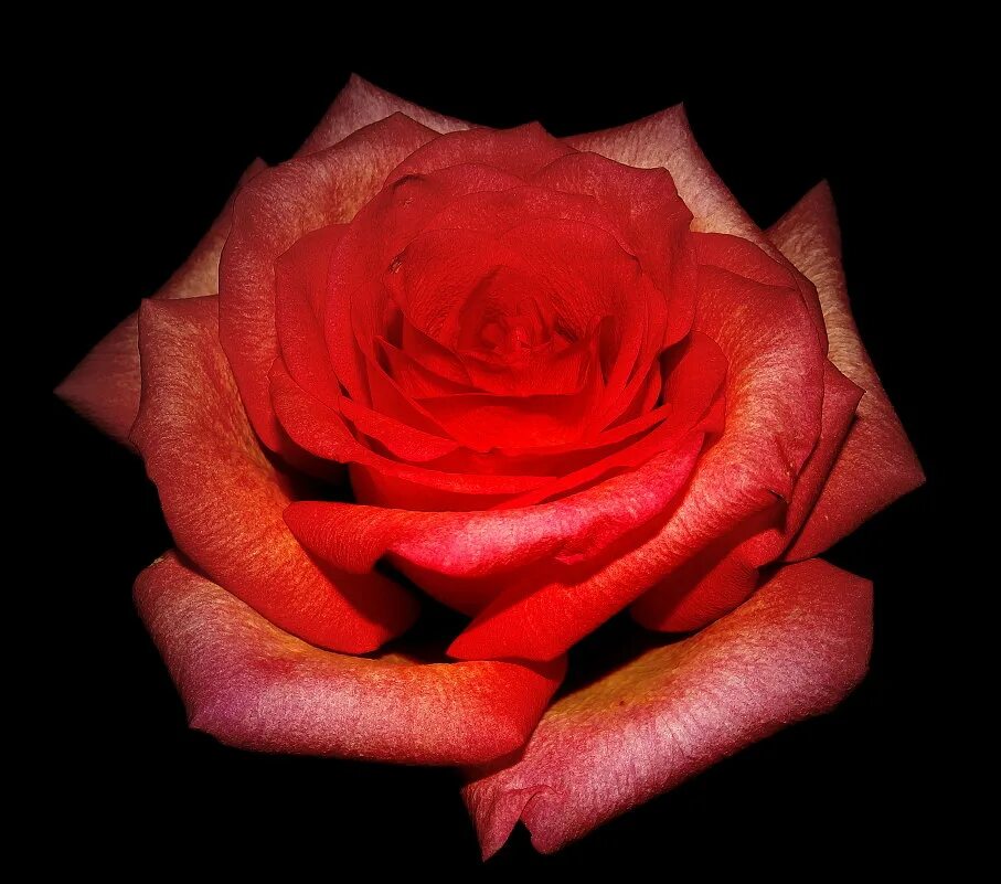 Roses forums