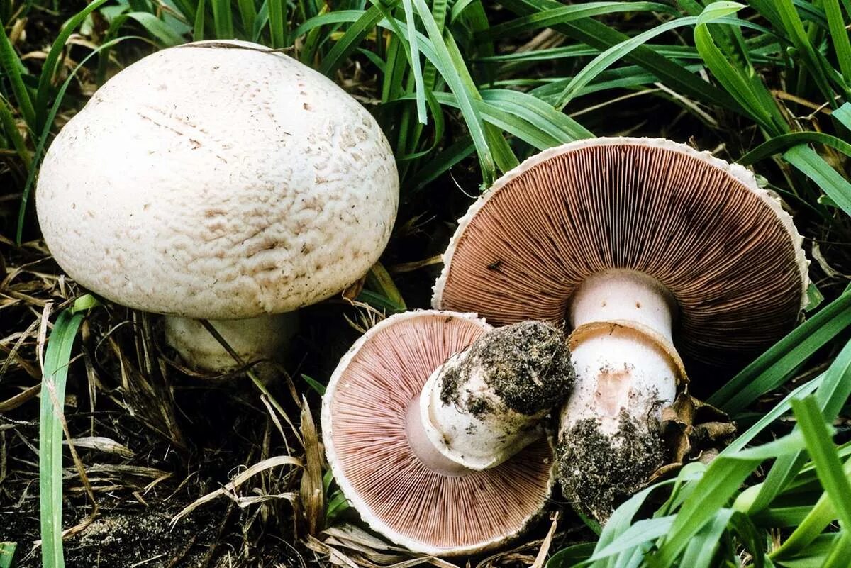 Съедобен ли шампиньон. Шампиньон двуспоровый (agaricus bisporus). шампиньон обыкновенный (agaricus campestris). шампиньон обыкновенный, печерица (agaricus campestris). полевой шампиньон желтокожий.