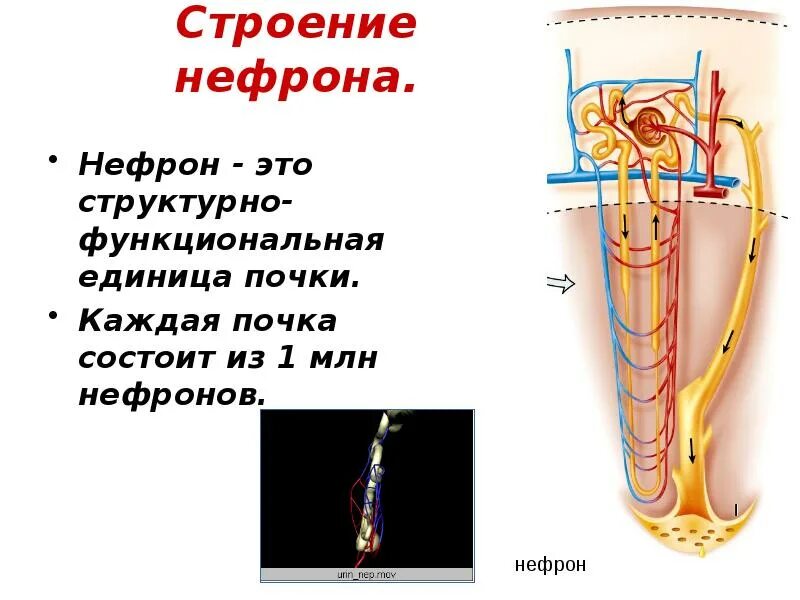 Нефрон структурно-функциональная единица почки. Функциональное строение нефрона. Схема строения нефрона. Капсула нефрона. 1 нефрон состоит из