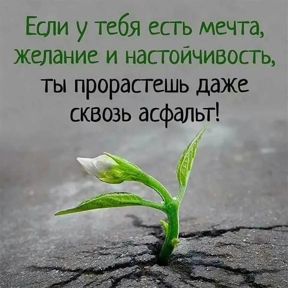 В жизни была мечта слова. Афоризмы про цель в жизни. Позитивные высказывания. Высказывания о мечте. Цитаты про цель в жизни.