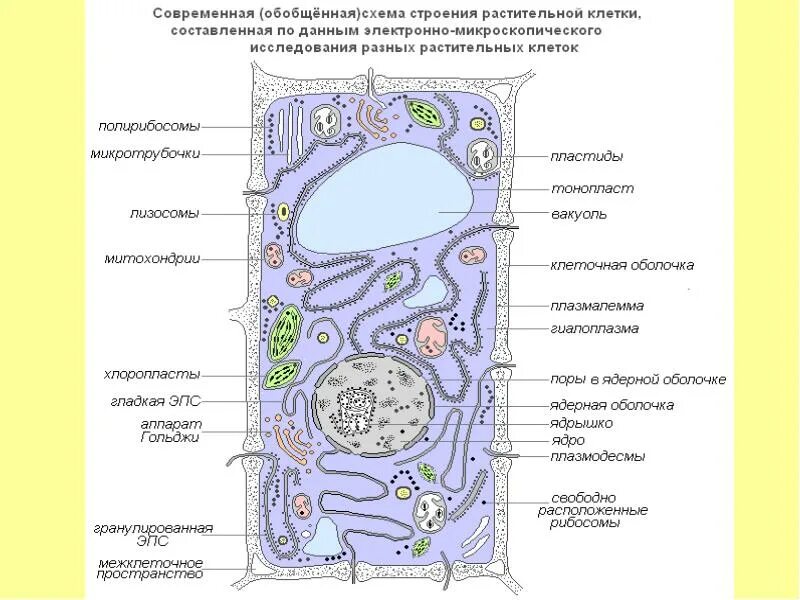 Схема строения растительной клетки