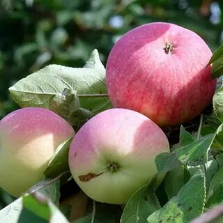 На какой год плодоносит яблоня мельба