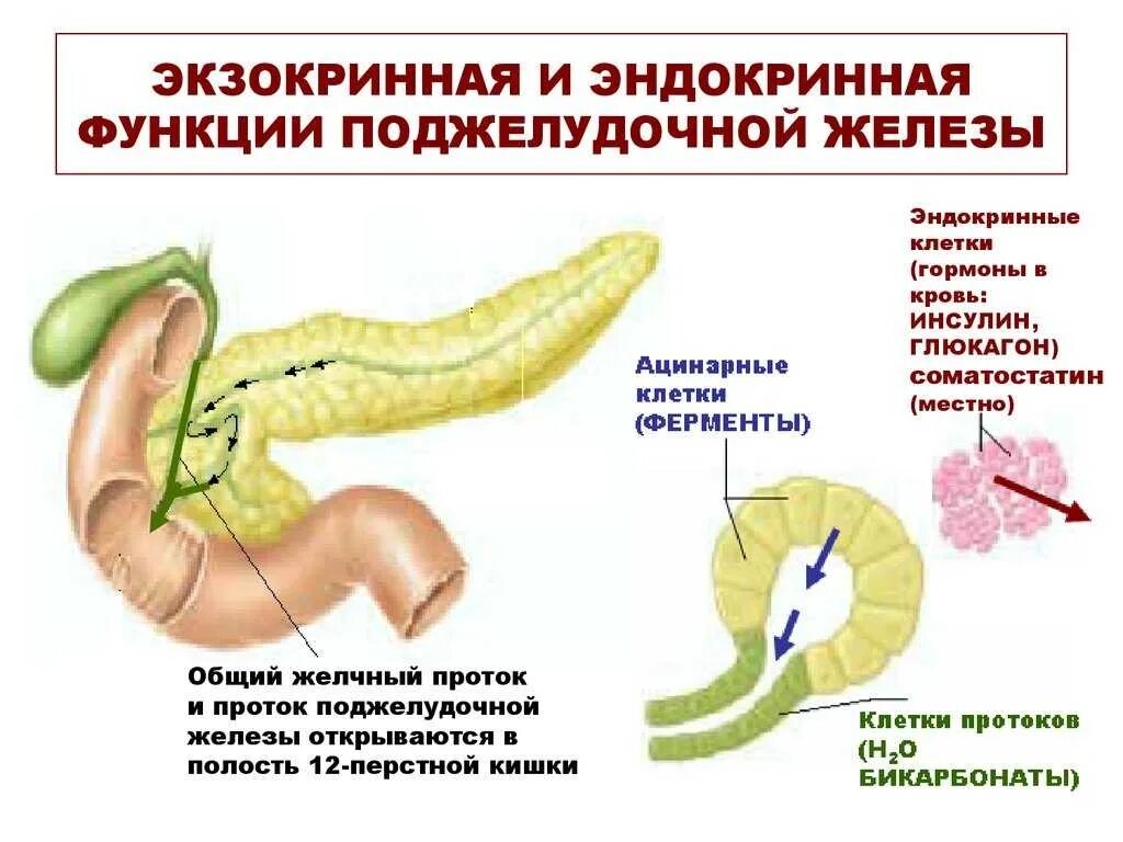 Поджелудочной железой вырабатываются ферменты. Экзокринная и эндокринная функция поджелудочной железы. Секреторная функция поджелудочной железы. Функции экзокринной и эндокринной частей поджелудочной железы. Выделительная функция поджелудочной железы.