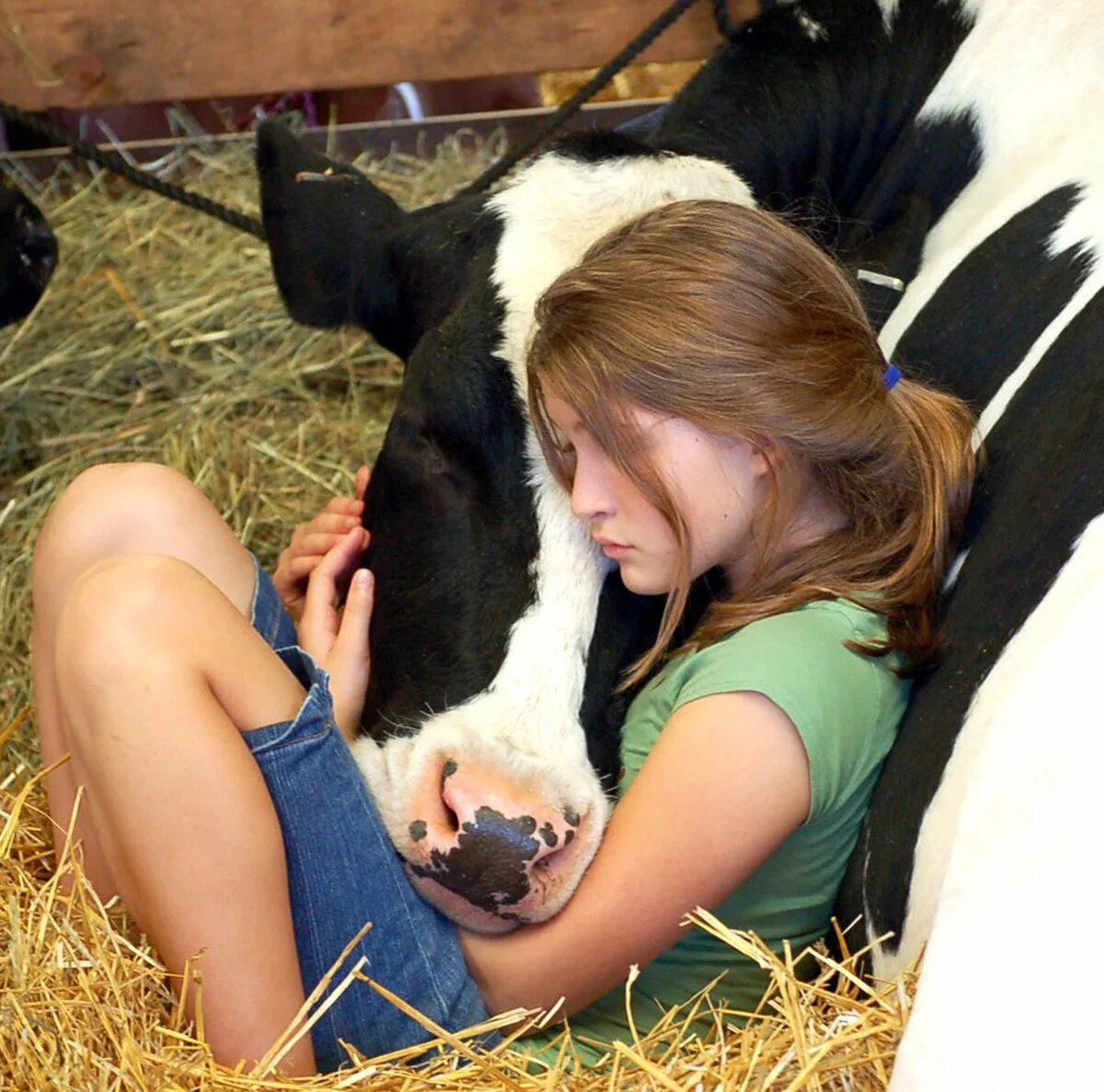Девушка корова. Девушка обнимает корову. Девочка корова. Телки коровы.