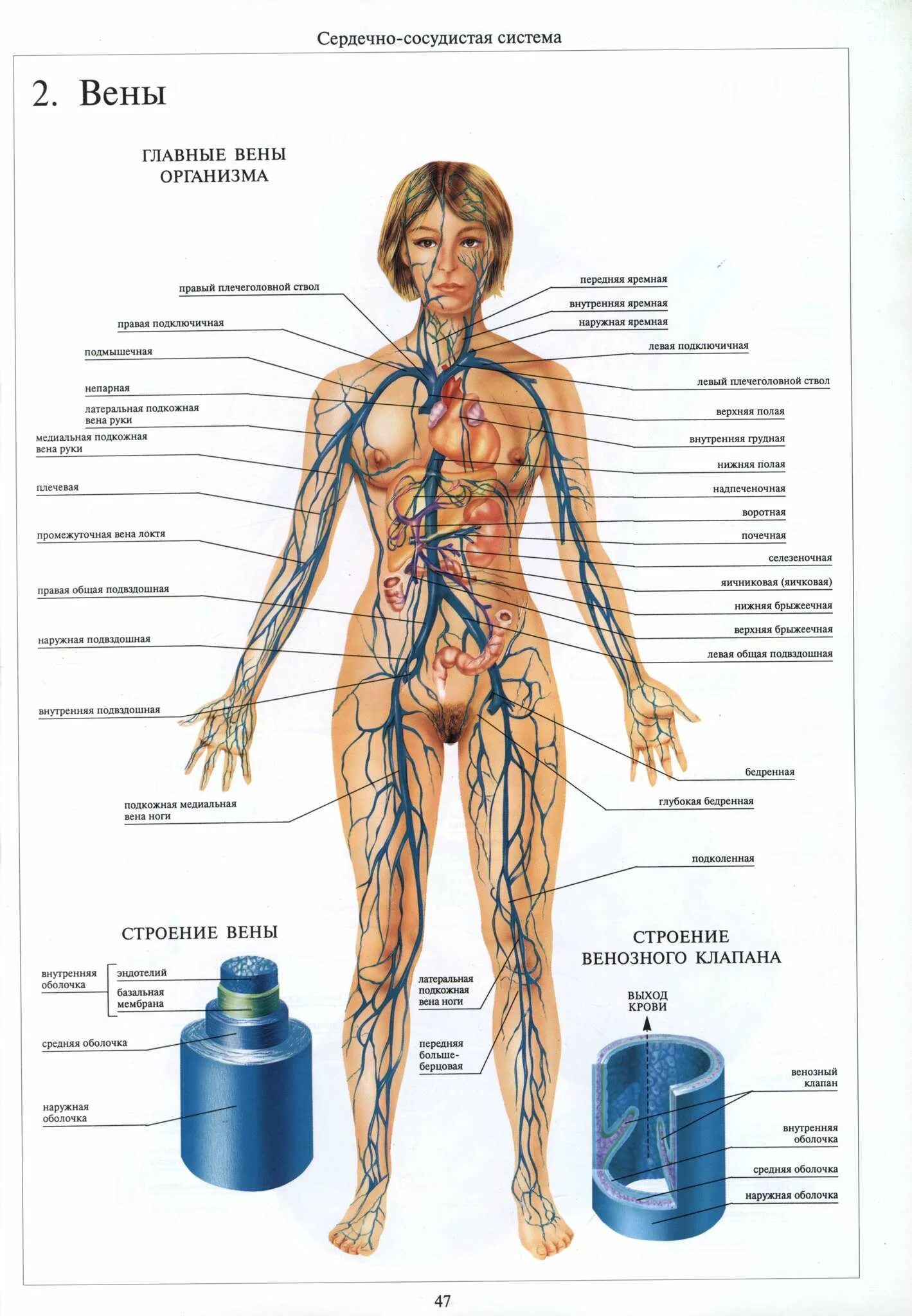 Органы составляющие женскую. Венозная система анатомия. Анатомия женского тела. Тело женщины анатомия.