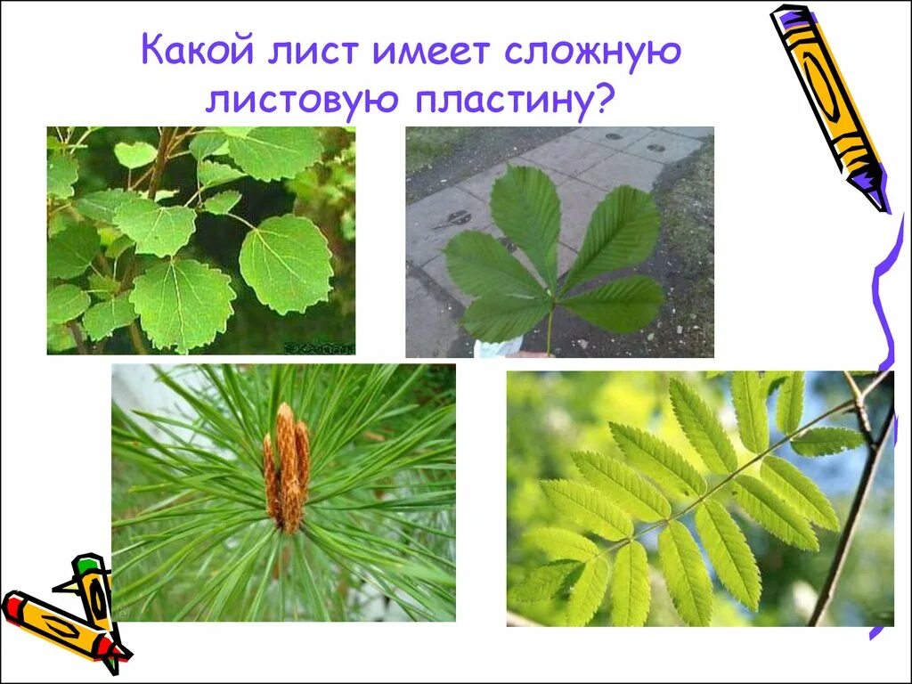Окружающий мир 1 класс деревья. Лист лиственного и хвойного растения. листья хвойные и лиственные. лиственные деревья окружающий мир. листья широколиственных и хвойных деревьев.
