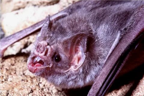 Мышь vampire