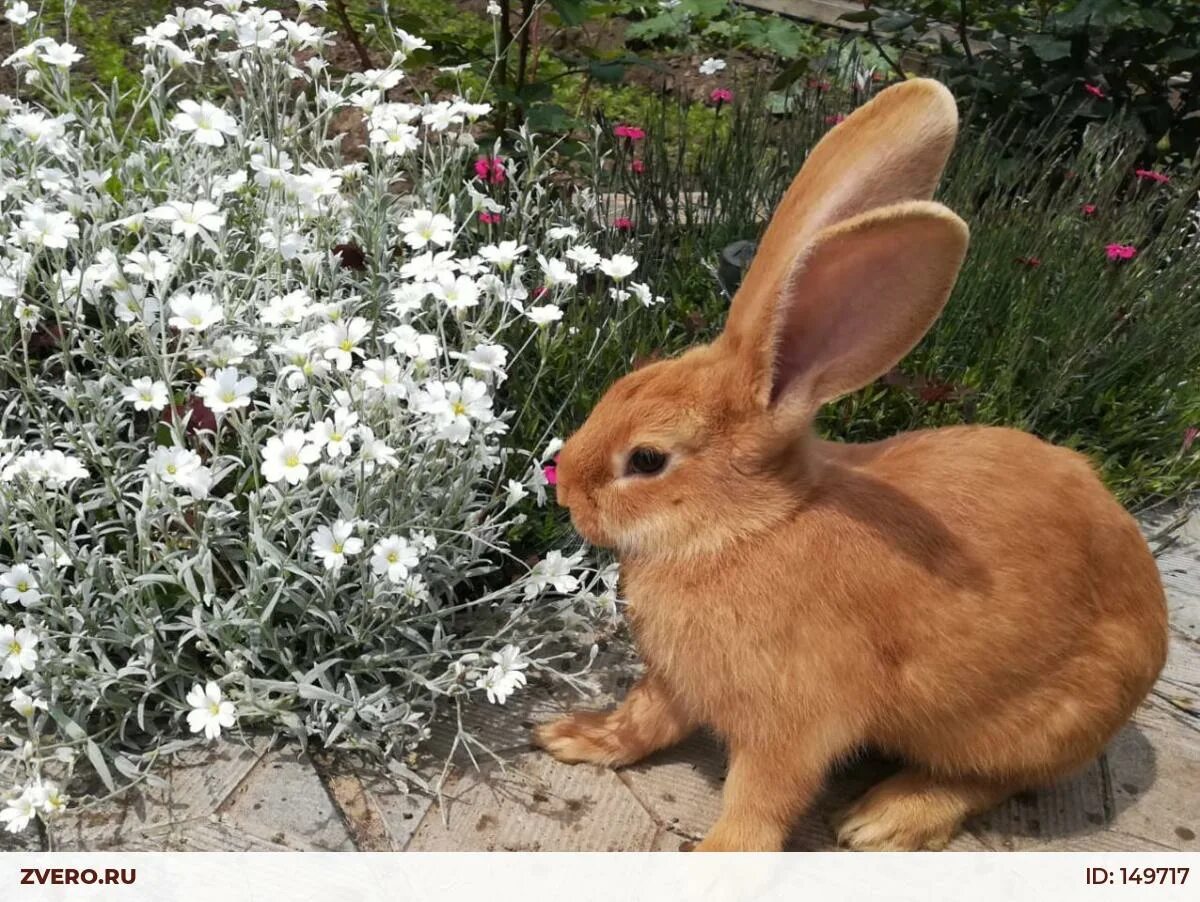 R bunny. Сова кролик и погремушка. R rabbit нарисовать букву. R bunny. Погремушка кролик сиреневый.