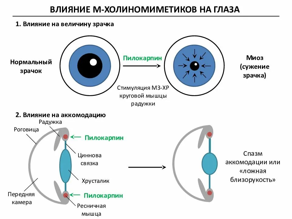 Действие глазами. Механизм действия схема м-холиномиметиков. М холиномиметики рецепторы. Действие м холиномиметиков схема. Механизм пилокарпина.