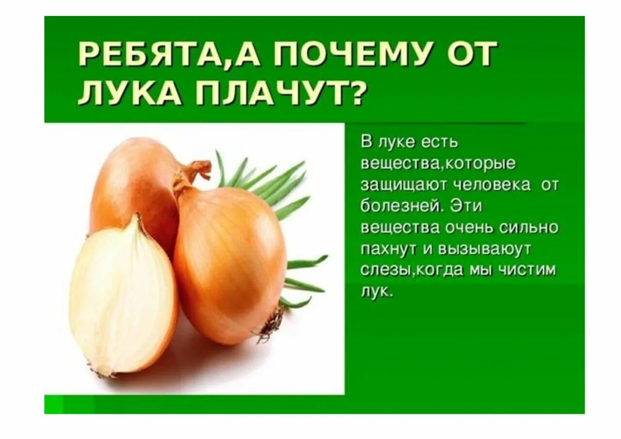 Информация о луке. Интересные факты о луке. Сведения о луке для детей. Лук для презентации. Лук репчатый класс