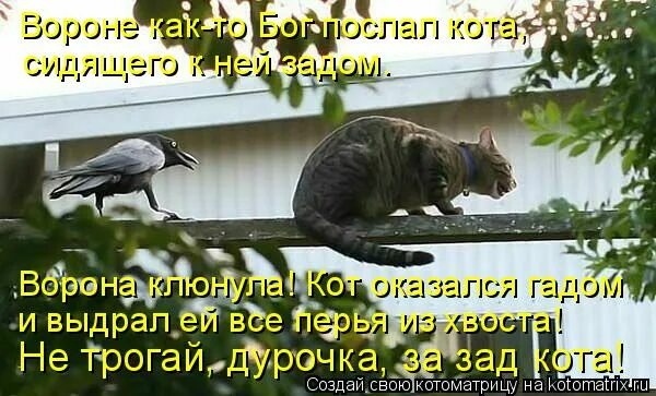 Ворону как то бог послал. Вороне бог послал 4 вольта. вороне бог послал пол киловольта. вороне бог послал на вход 4 вольта. вороне как-то бог.