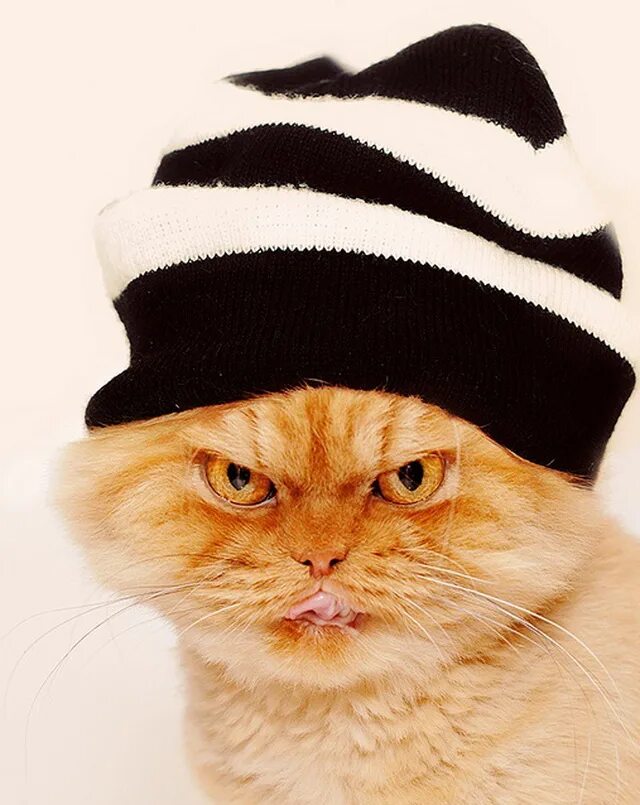 Новогодние фото на аву. Шапка 'кошка'. Котик в шапке. Котик в шляпке. Милый котик в шапочке.