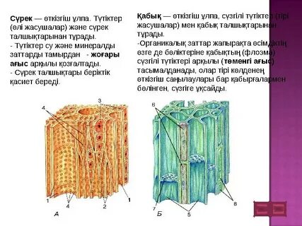 Жігіттер өздерінің сиқырларын өлшейді