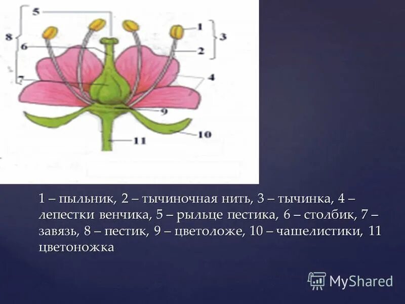 Цветок чашелистик пыльник завязь