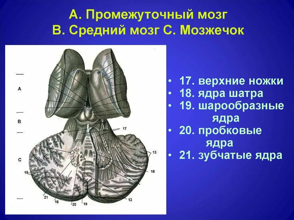 Средние ножки мозжечка. Зубчатое ядро мозжечка. Ядро шатра мозжечка. Верхние ножки мозжечка. Средний мозг верхняя мозжечковая ножка.