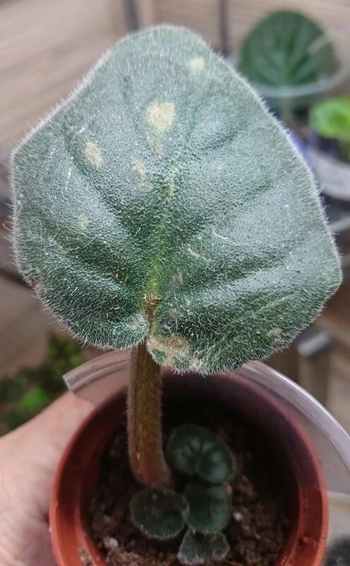 Мучнистая роса на фиалках. Вирус пятнистости листьев фиалки. Вирус бронзовости листьев фиалки. Фитофтороз глоксинии. Вирус пятнистости листьев фиалки.