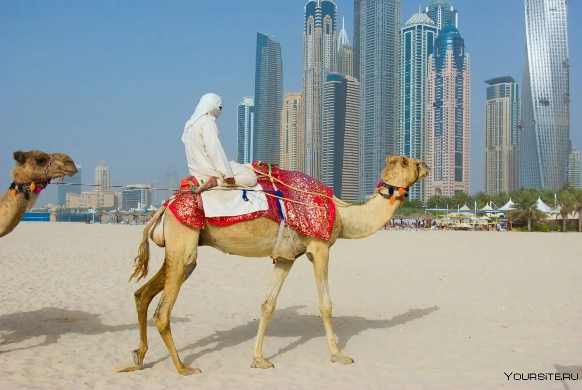 ОАЭ Абу Даби. Абу Даби верблюд. Дубай Абу Даби путешествие. Пляжи Абу-Даби и верблюд.