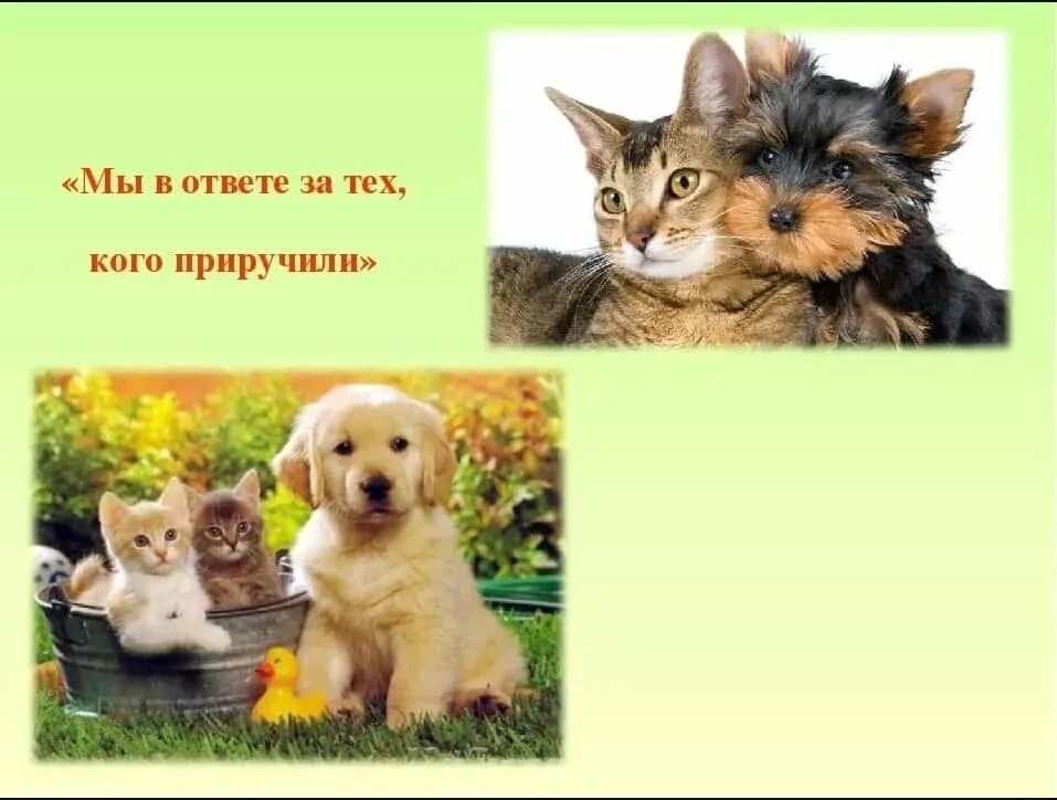 Фотоконкурс домашние любимцы. Надпись мои домашние питомцы. Мой любимый питомец. Наши любимые домашние питомцы. У меня ученый пес пес по имени барбос.