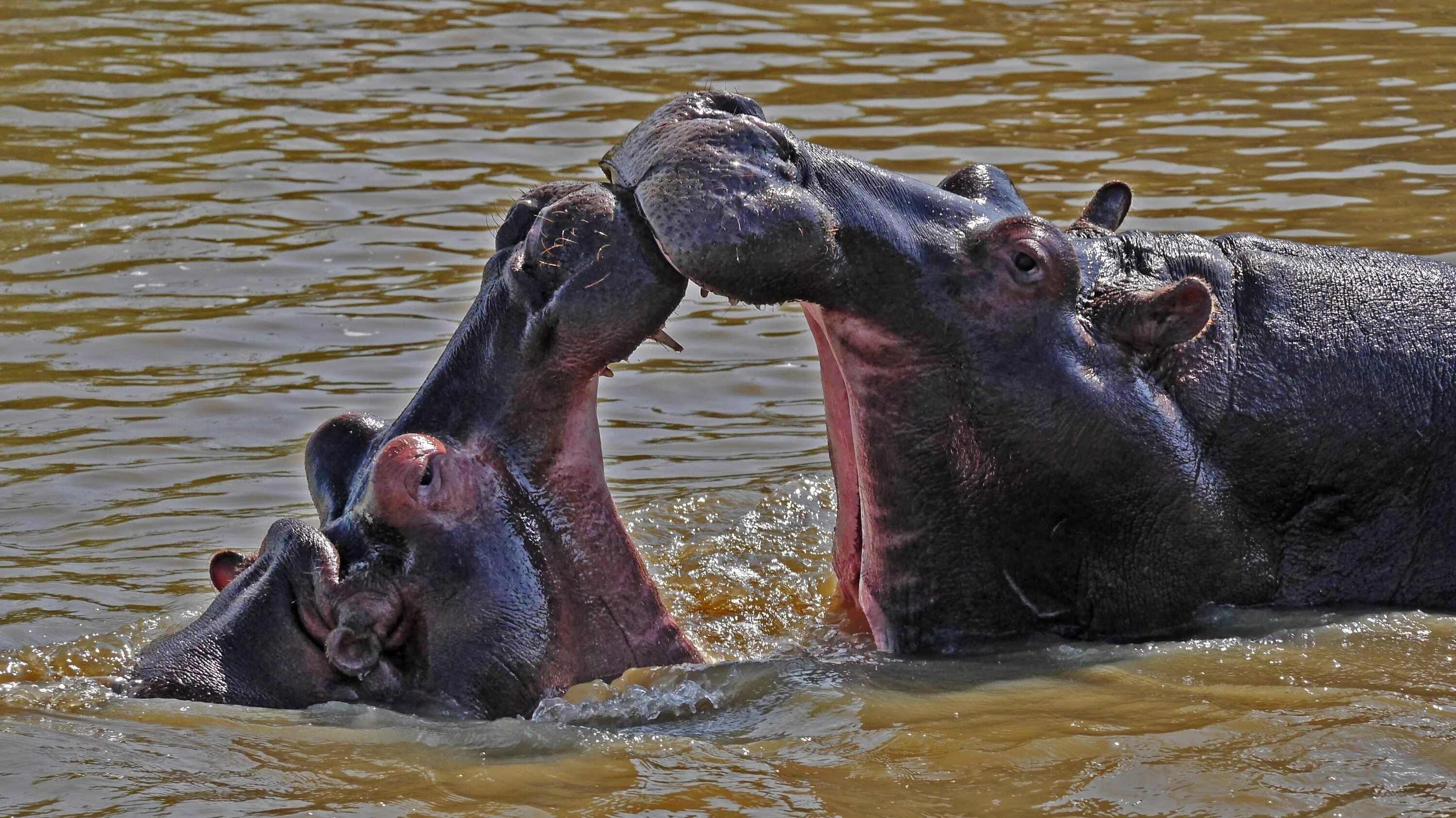 Зверь поедающий своих собратьев. Бегемот Hippo игра. Бегемот дикий животных.