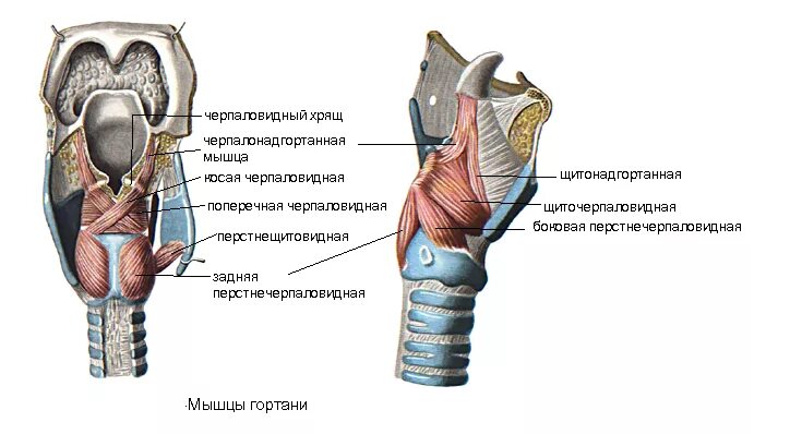 Мышцы голосовых связок. Черпаловидный хрящ анатомия строение. Гортань строение анатомия хрящи. Гортань хрящи гортани анатомия. Надгортанник и щитовидный хрящ.