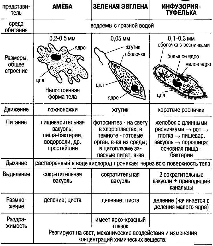 Различия в строении одноклеточных. Общая характеристика типа простейшие таблица. Подцарство одноклеточные таблица. Подцарство простейшие. Тип простейшие сравнительная таблица. Общая характеристика одноклеточных простейших 7 класс биология.