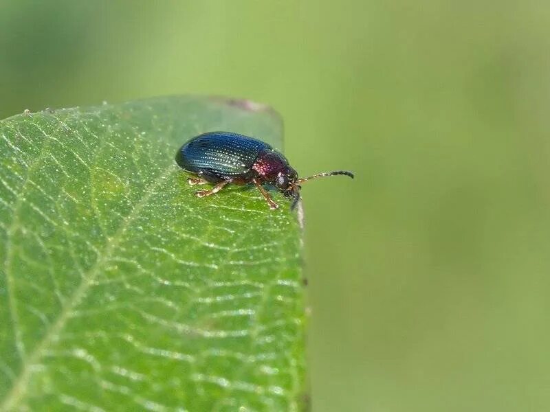 жук навозник зеленый. жук кожеед смирнова. жук полосатый желто черный. жук жучок. жук хрущ квартирный.