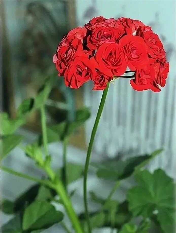 Герань Container gardening vegetables, Geraniums, Flower photos