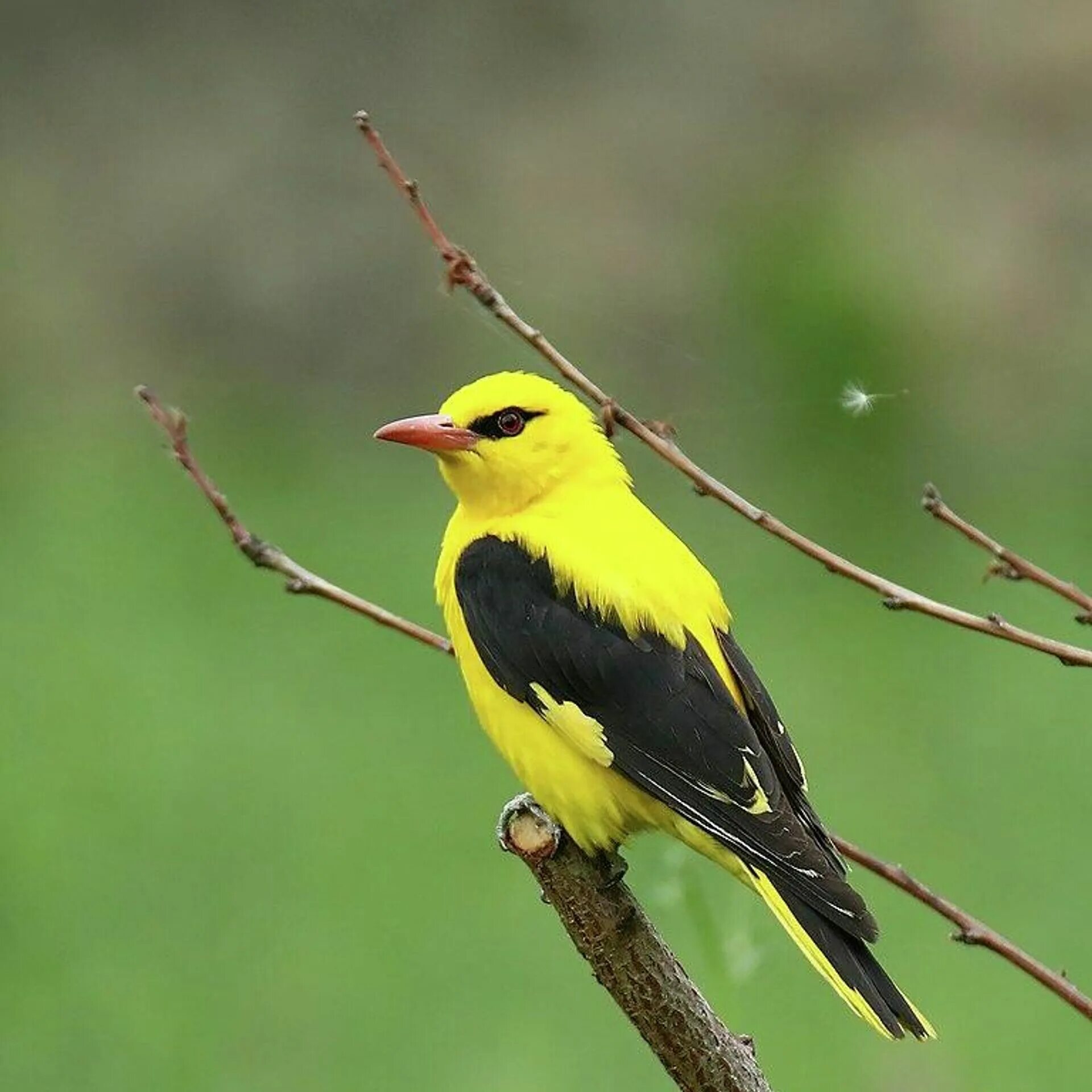 Как выглядит птица иволга. Черноголовая иволга. Обыкновенная иволга гнездо. Обыкновенная иволга гнездо. Как выглядит птица иволга.