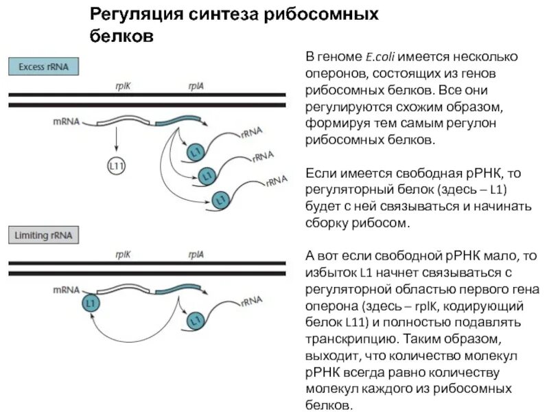 Регуляция биосинтеза белка на уровне транскрипции. Схема регуляции синтеза белка биохимия. Регуляция белкового синтеза. Основные этапы биосинтеза. Схема регуляции синтеза белка.